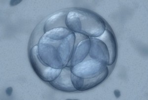 human life